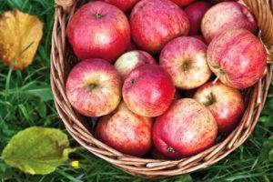 Колонновидная яблоня президент — всё от посадки до сбора урожая