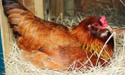 Основные способы посадить домашнюю курицу высиживать яйца