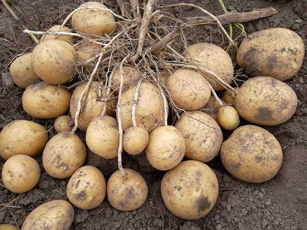 Лорх: описание семенного сорта картофеля, характеристики, агротехника