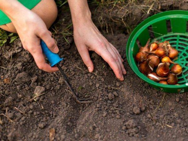 Как подготовить лук-севок к посадке - овощи - 2020