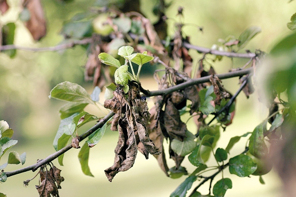 О коккомикозе вишни и мерах борьбы: лечение монилиоза, устойчивые сорта