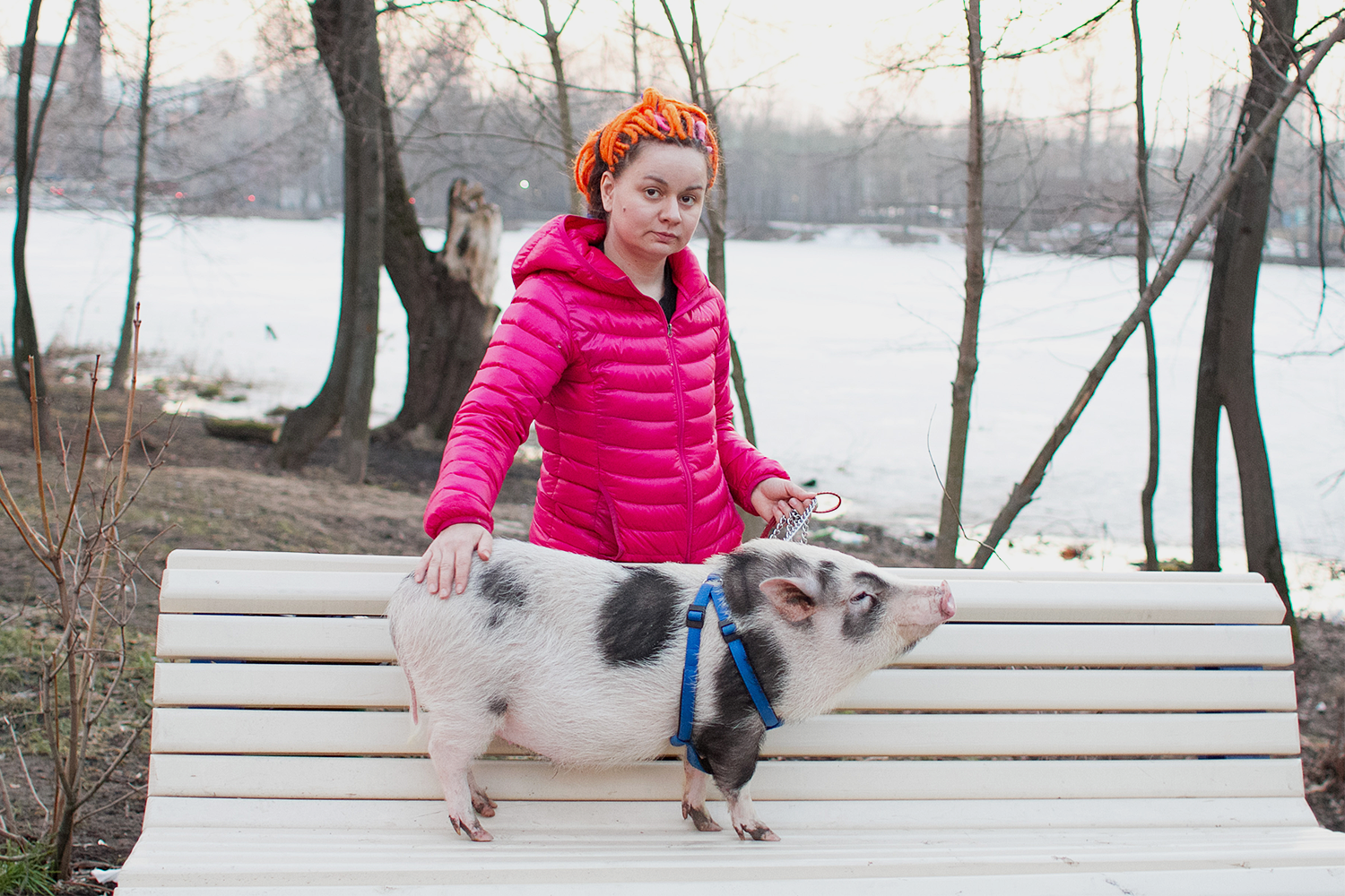 Все о декоративных карликовых свиньях: описание пород, особенности