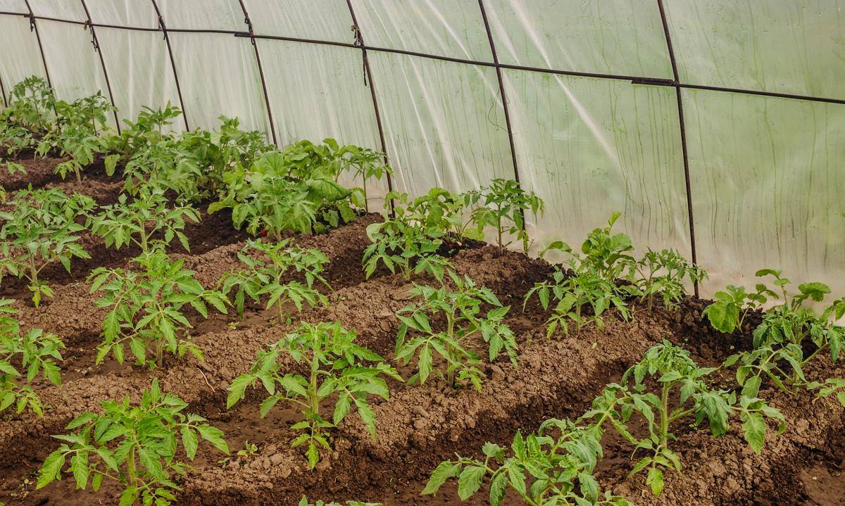 Мульчирование почвы в теплице с помидорами: опилками, скошенной травой