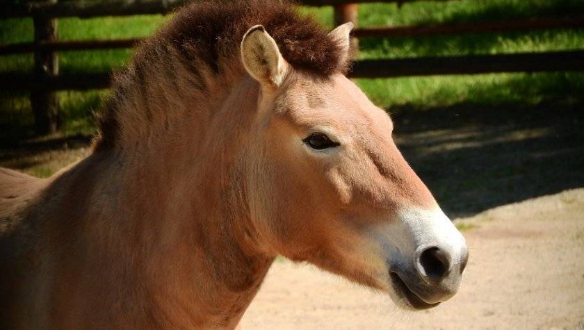 Интересные факты о лошадях пржевальского