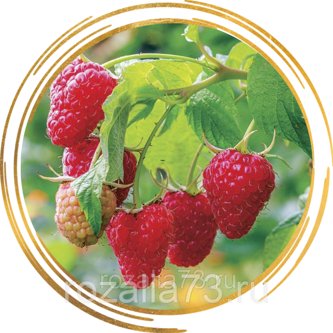 Малина — одна из самых сладких ягод. описание, посадка в открытом грунте, размножение и уход. популярные сорта: от раннеспелых до ремонтантных (25 фото & видео) +отзывы