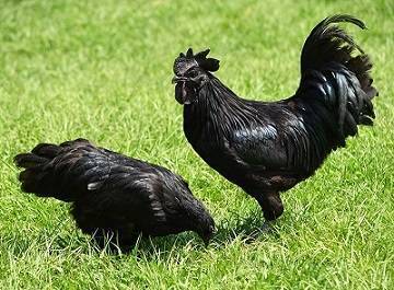 Породы черных кур: фото, названия, описание, характеристика