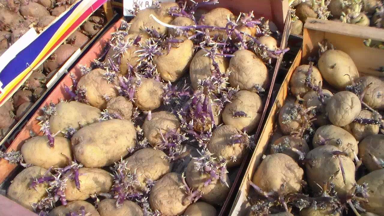 Как вырастить хороший урожай картофеля: различные методы и способы, посадка и уход