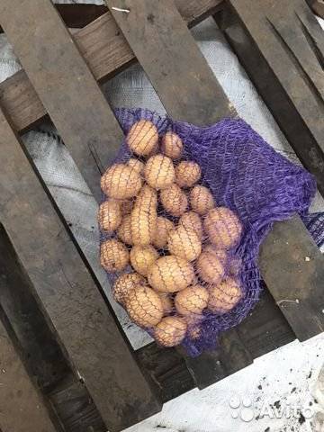 Сорт картофеля нандина (nandina) — технология посадки и ухода