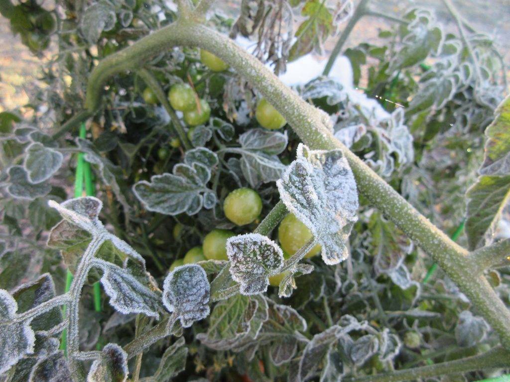 Что делать если подмерзла рассада помидоров — пошаговая инструкция по спасению после заморозков