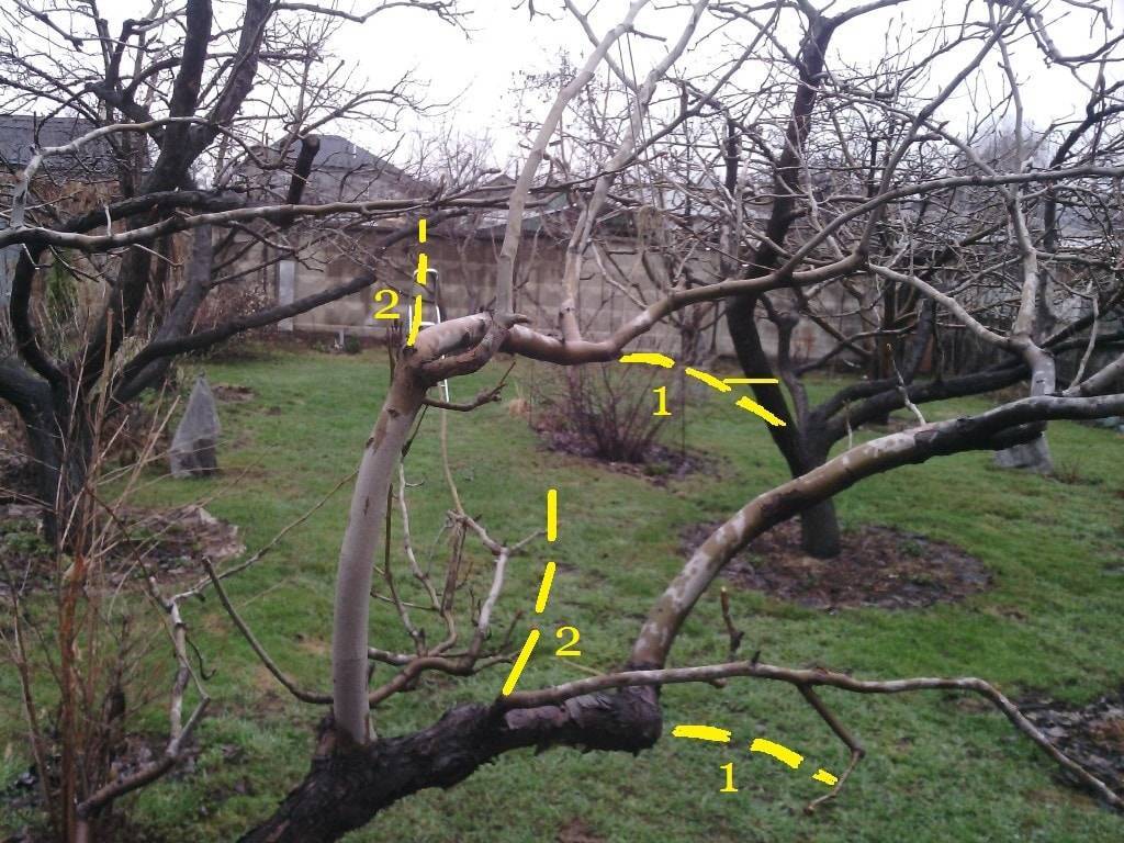 Обрезка деревьев весной: как правильно?