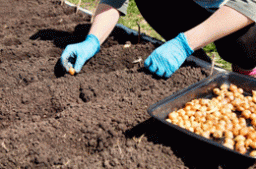 5 правил посадки лука севка весной