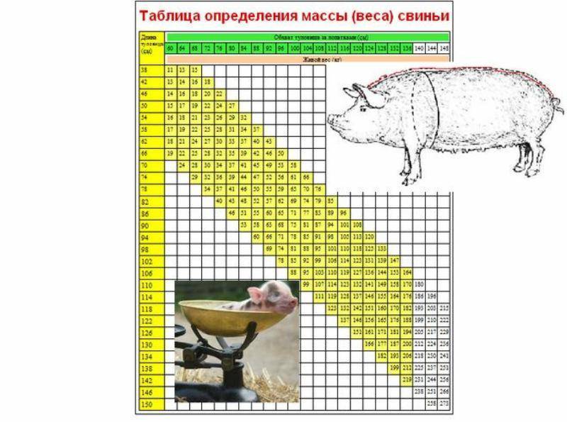 Вес свиньи: как определить оптимальный и максимальный вес, методы измерения и весовая таблица по месяцам (95 фото)