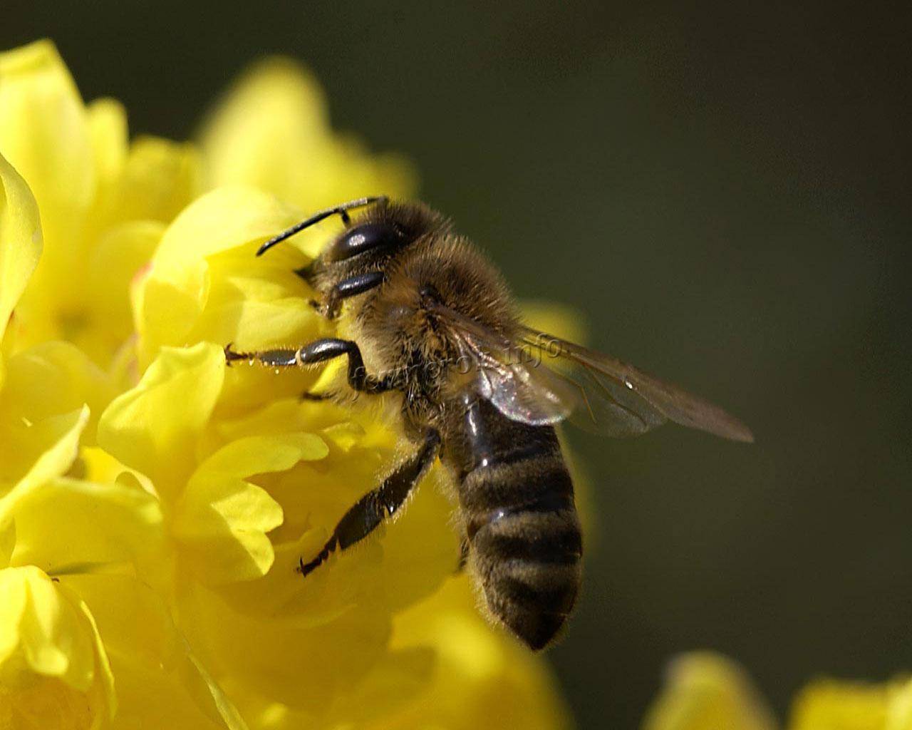 Как избавиться от пчел соседа, чего боятся пчелы и как от них избавиться мирно и кардинально
