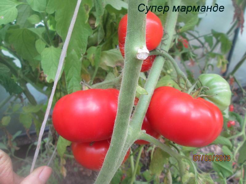 Томат цифомандра: отзывы, фото, урожайность, описание и характеристика | tomatland.ru