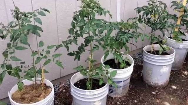 Рассада помидор в домашних условиях | топ огород