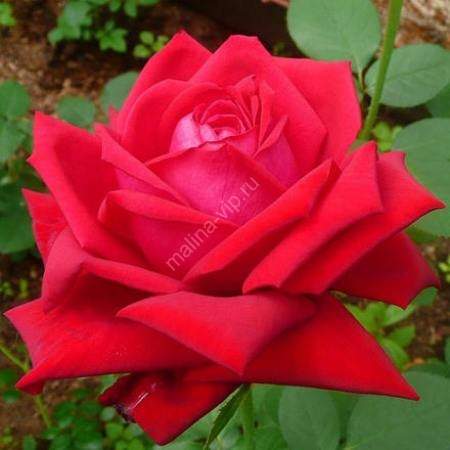 О розе Бургунд: характеристики сорта чайно гибридной розы Burgundy ice