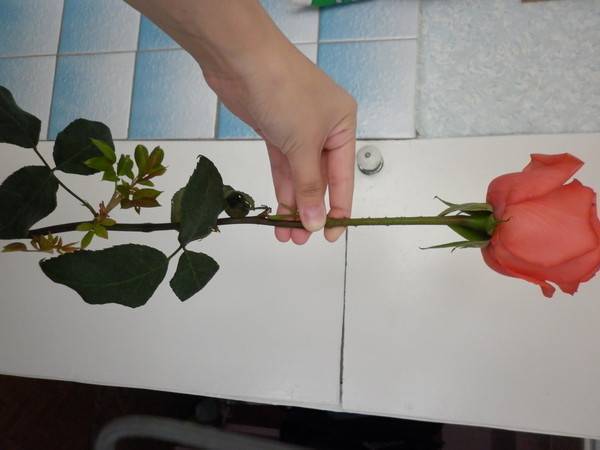 Как посадить розу из букета? как размножить розы из букета