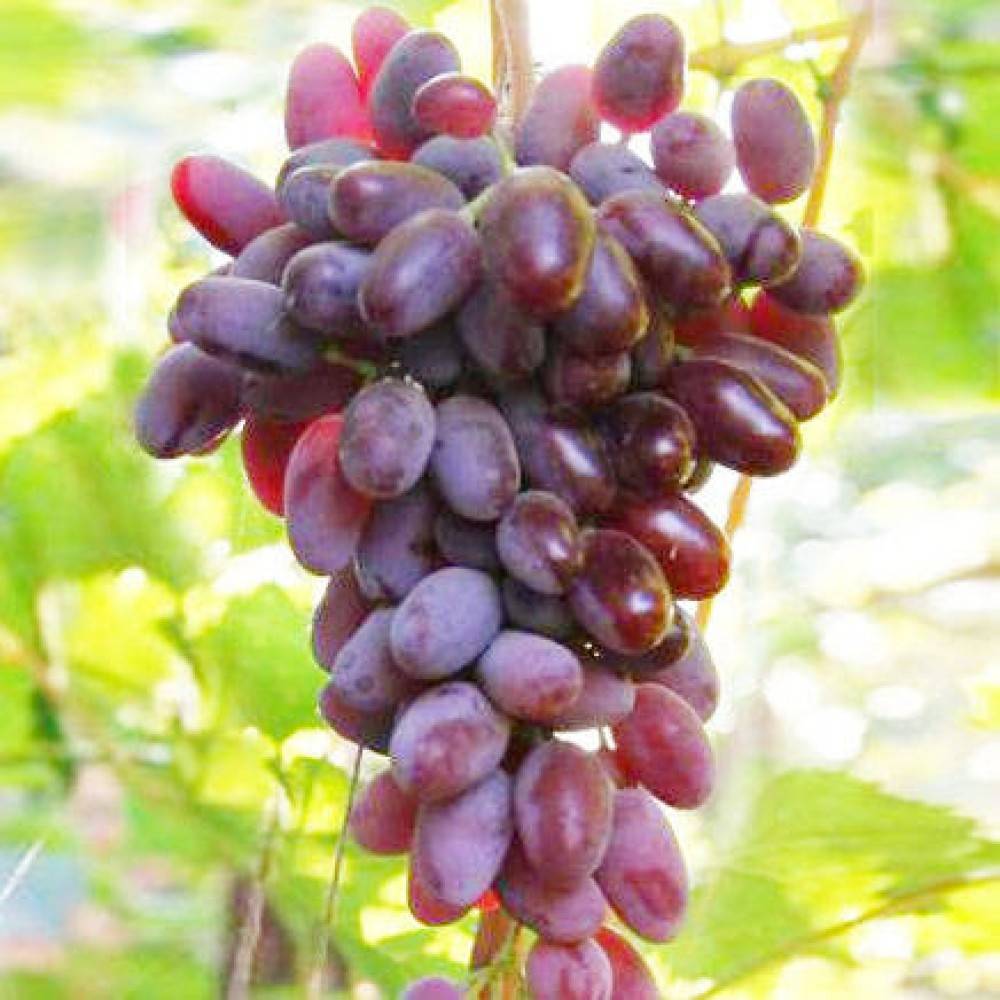 Виноград байконур