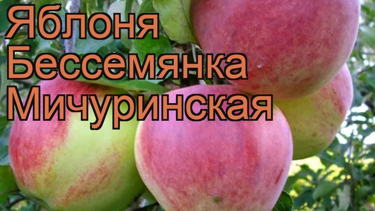 О яблоне Бессемянка Мичуринская, описание, характеристики сорта, агротехника