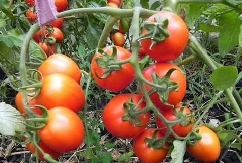 Выращивание томатов на двух корнях: описание метода, плюсы и минусы, посадка и аблактировка помидоров, а также как ухаживать за овощем с соединенными стеблями?