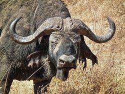 Африканский буйвол - african buffalo - qwe.wiki