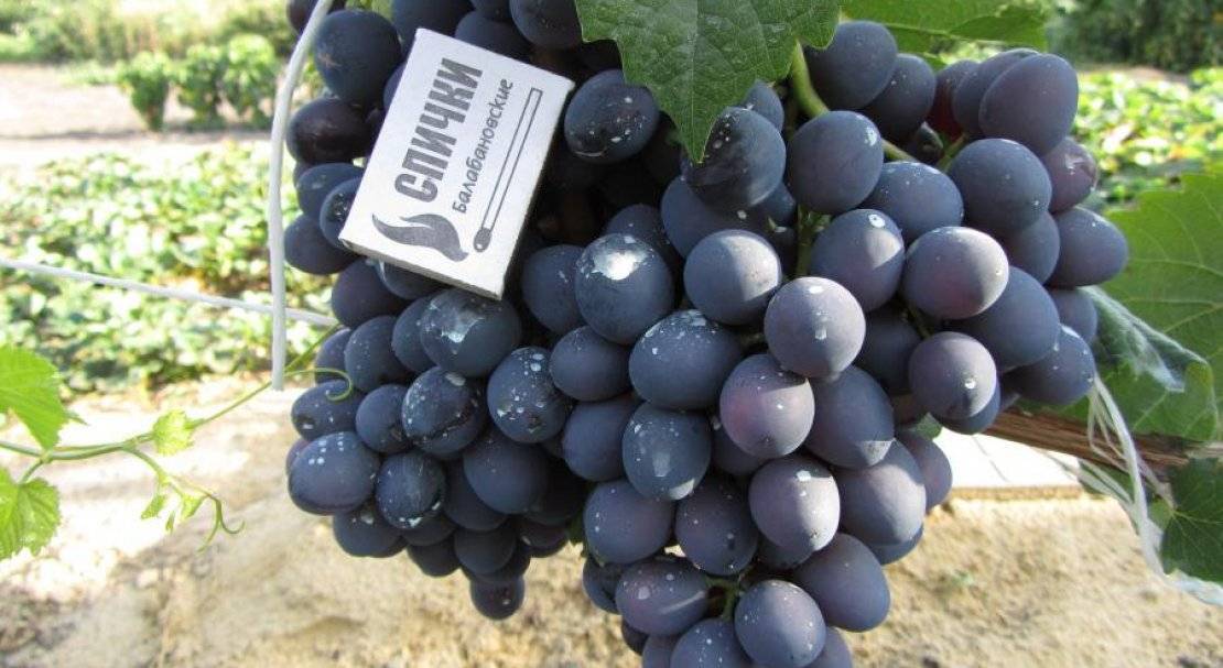Восторг - описание и характеристики сорта винограда