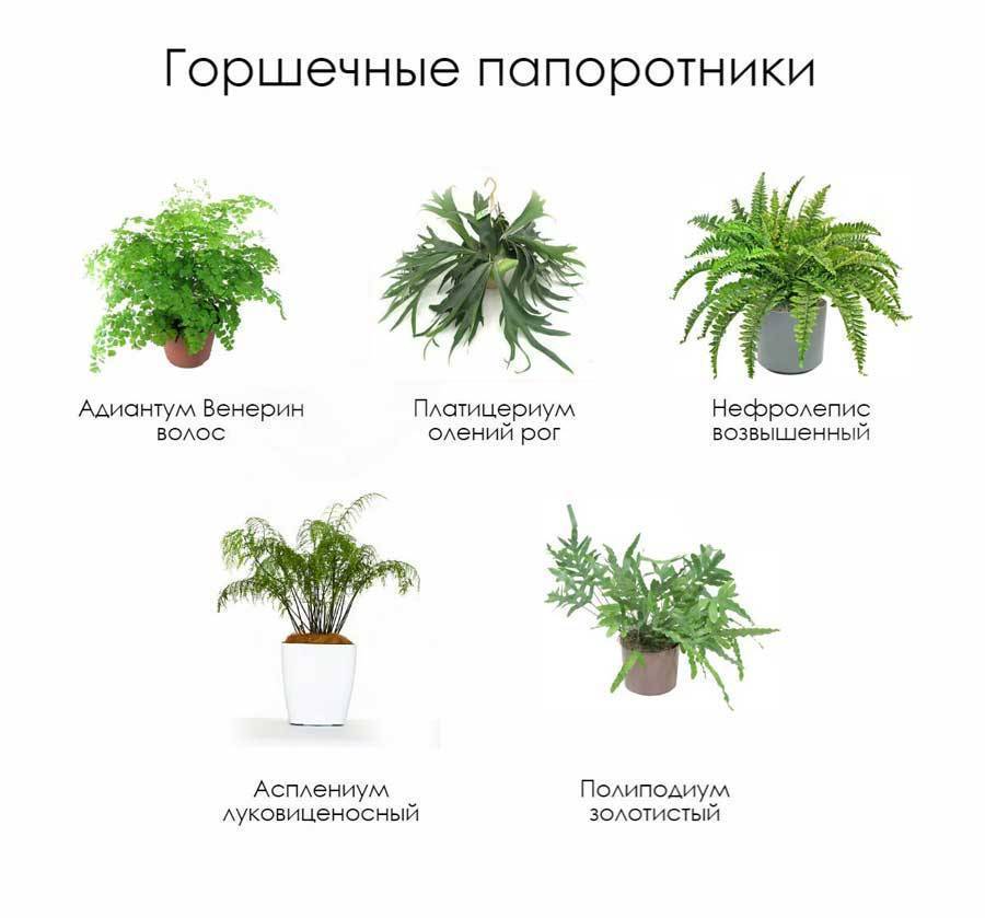 Как вырастить папоротник комнатный — уход в домашних условиях - pocvetam.ru