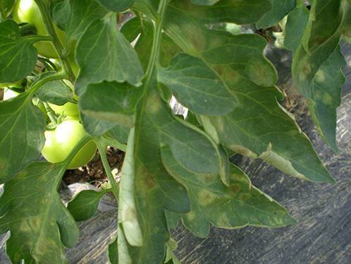 Что поможет спасти помидоры от фитофторы и как бороться с болезнью? меры профилактики