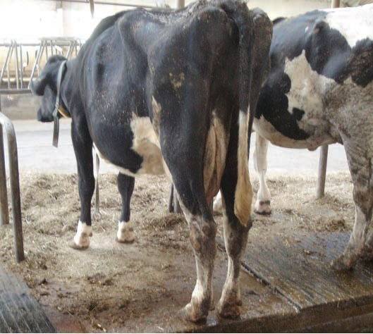 Кетоз коров и крс: симптомы и лечение ацетонемии 2020