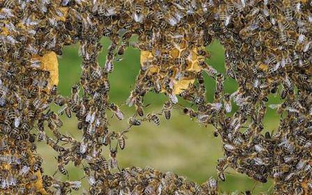 Дикие пчелы: описание, где живут и как избавиться, достоинства и недостатки