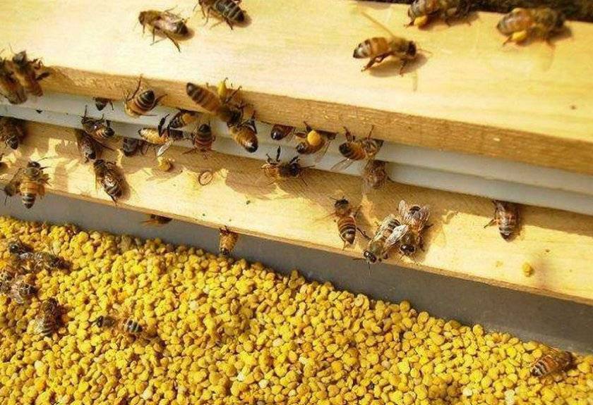 Сахарный сироп для подкормки пчел
