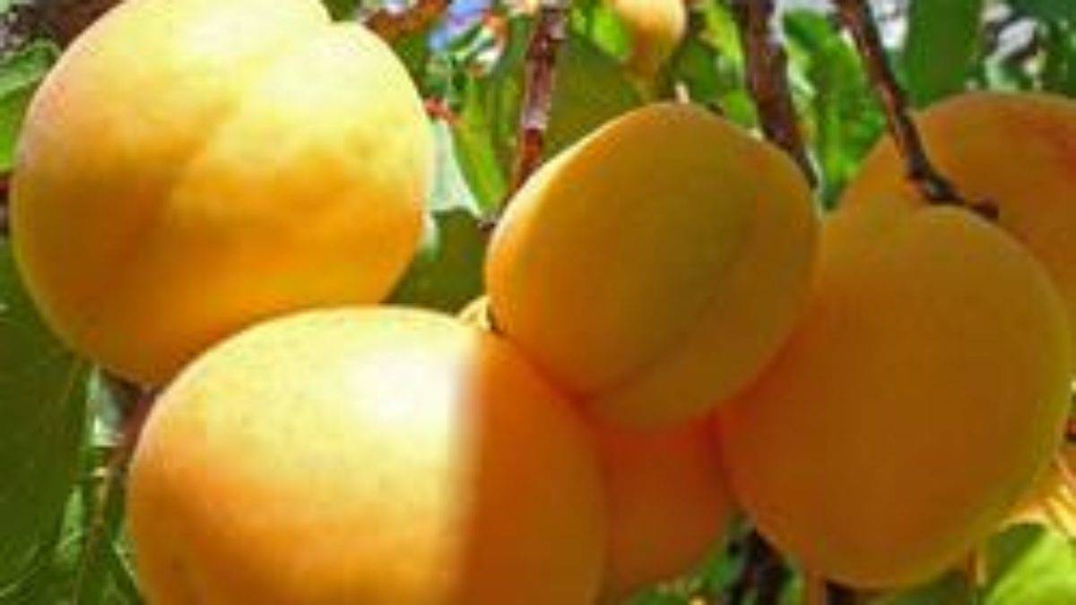 Особенности сорта абрикоса алёша