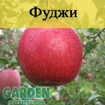 О яблоне Фуджи: описание и характеристики сорта, посадка и уход, выращивание