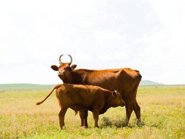 Описание и характеристика пород коров мясных пород