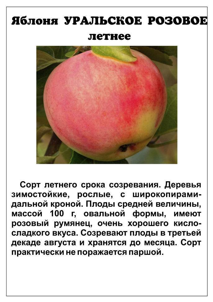 Селекция яблони на урале. д. д. тележинский. лекция в моип