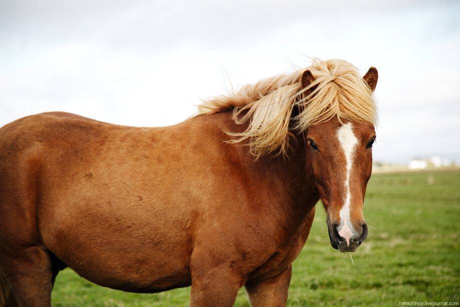 Чем питается лошадь: рацион и схемы кормления
