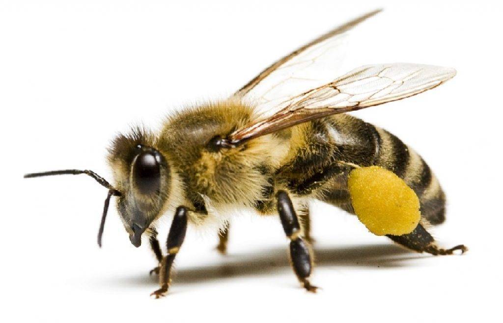Медоносная пчела: описание, особенности строения, жизненный цикл, содержание и уход
