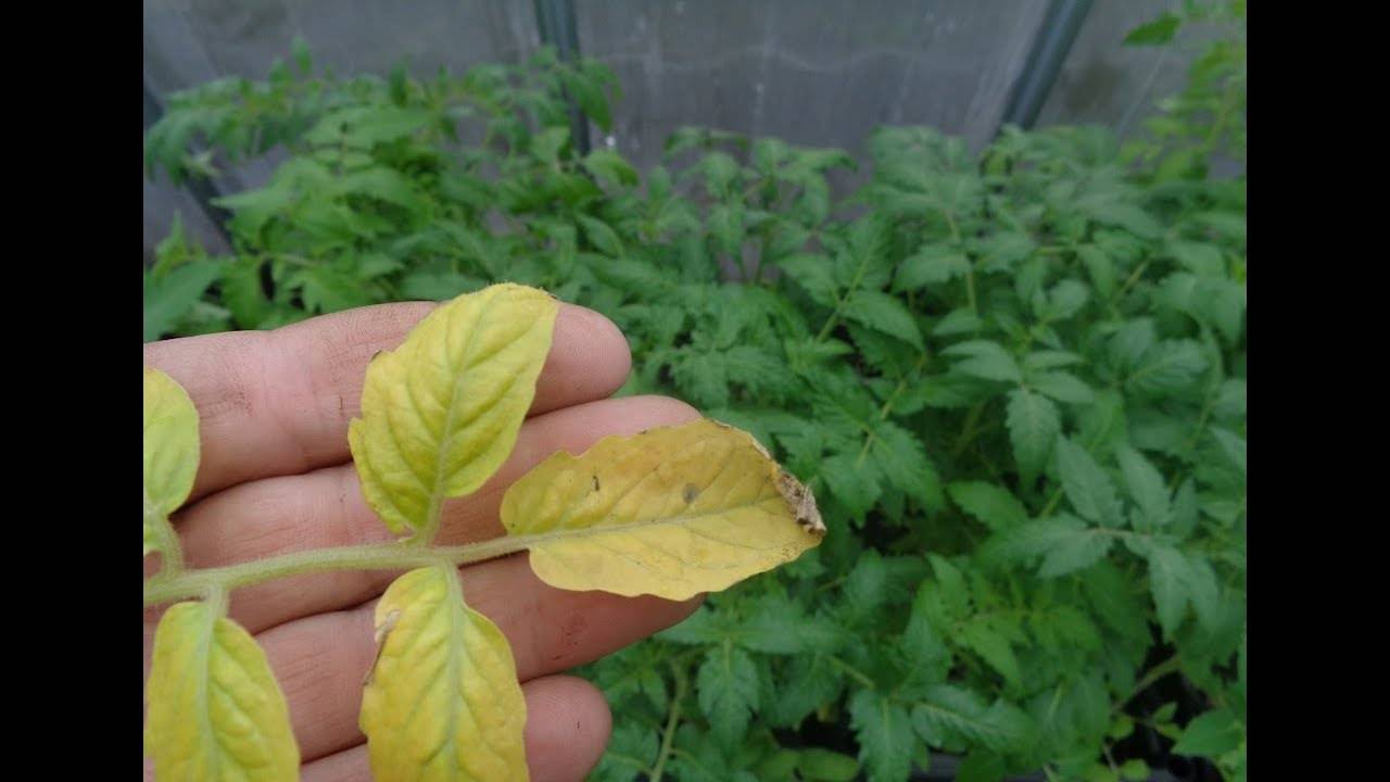 Почему белеют листья у рассады помидор
