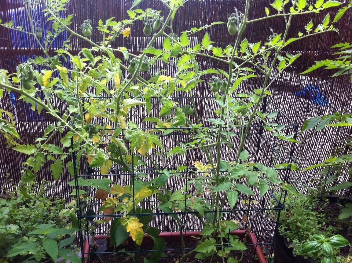 Значение фосфора для томатов: почему при его недостатке не будет урожая? а также чем удобрить растения, чтобы спасти