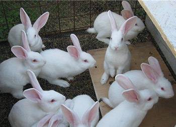 Бройлерная порода кроликов белый паннон - общая информация - 2020