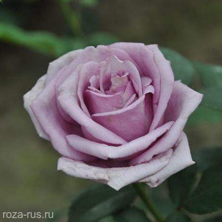 Роза плетистая клайминг индиголетта