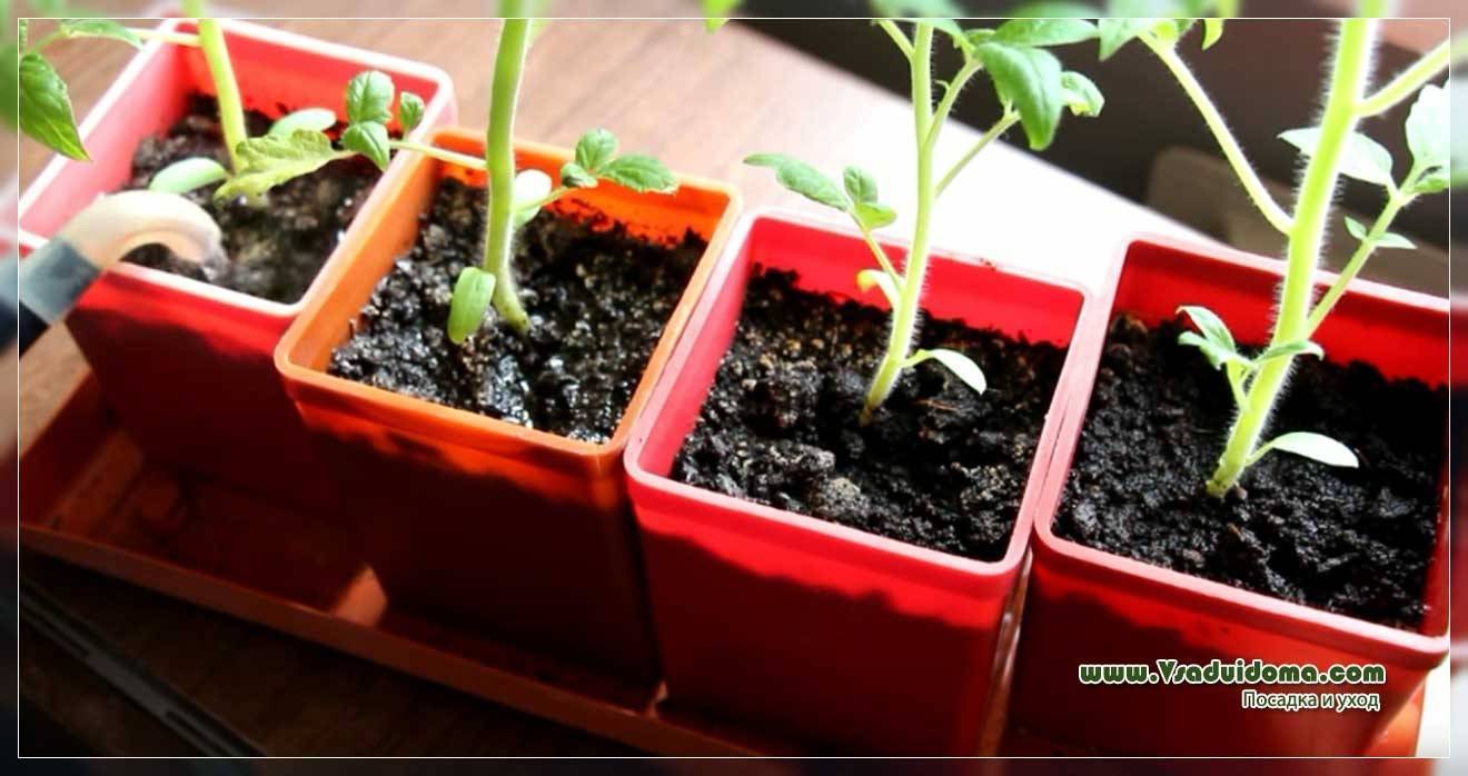 Рассада помидор киров. Томат ежевика. Китайский метод выращивания рассады томатов. Рассада китайским способом.