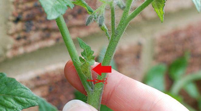 Как прищипывать помидоры правильно? пошаговая инструкция пасынкования в открытом грунте для начинающих (115 фото)