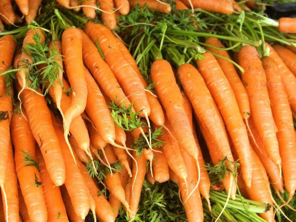 Самые лучшие сорта моркови для хранения
