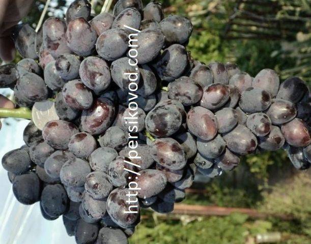 Раннеспелый сорт, простой в выращивании и уходе - виноград - забава - общая информация - 2020