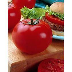 Биф-помидоры: характеристика, лучшие сорта