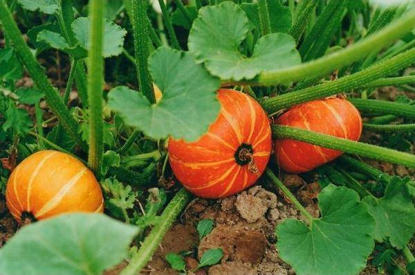 О выращивании тыквы в открытом грунте: как посадить, ухаживать и поливать
