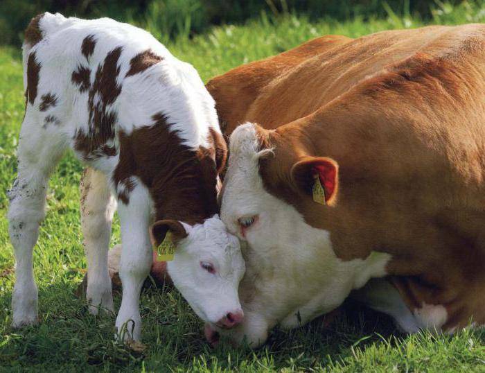 Патология родов и послеродового периода у коров - мероприятия по организации и повышению эффективности воспроизводства крупного рогатого скота в хозяйствах брестской области
