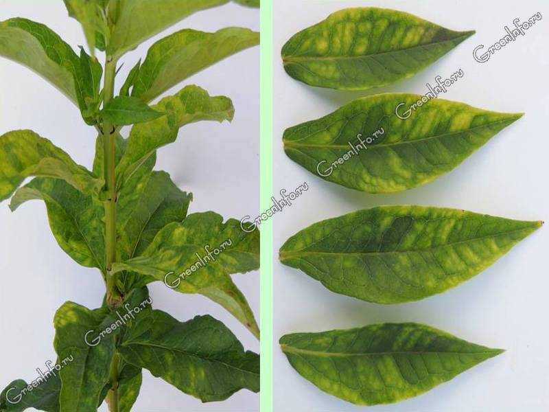 Болезни и вредители флоксов (26 фото): описание и способы их лечения. что делать, если желтеют нижние листья?