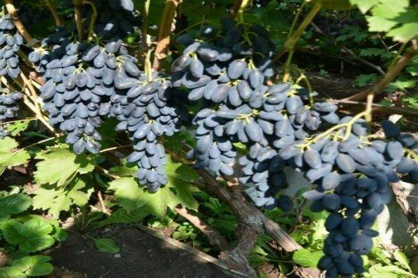 О винограде Академик: описание и характеристики сорта, посадка и уход